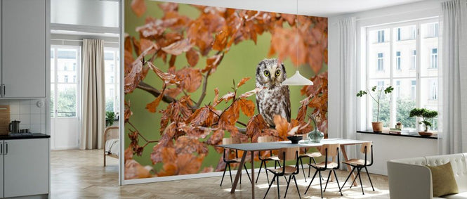 PHOTOWALL / Boreal Owl (e333698)