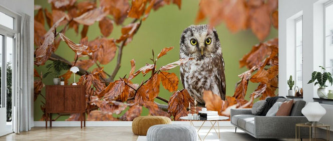 PHOTOWALL / Boreal Owl (e333698)