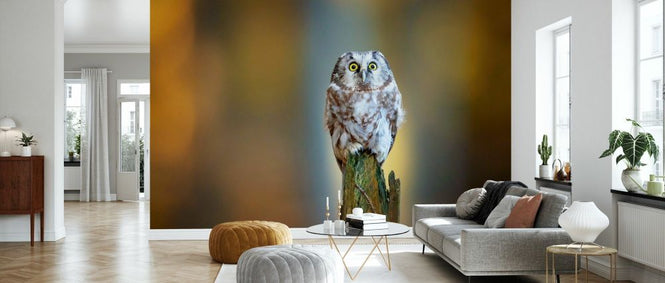 PHOTOWALL / Boreal Owl II (e333711)