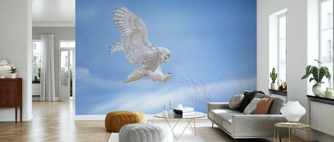 PHOTOWALL / Snow Owl (e333716)
