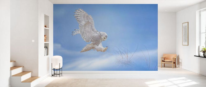 PHOTOWALL / Snow Owl (e333716)