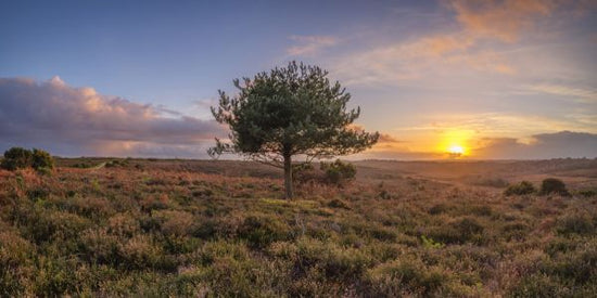 PHOTOWALL / Single Tree in Meadow (e333978)