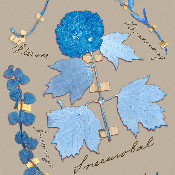 Studio DeSimoneWayland / VOLUME1 / BOTANICALS CERULEAN VO1-BO-CE【MATTE COATED】【4ロールセット】