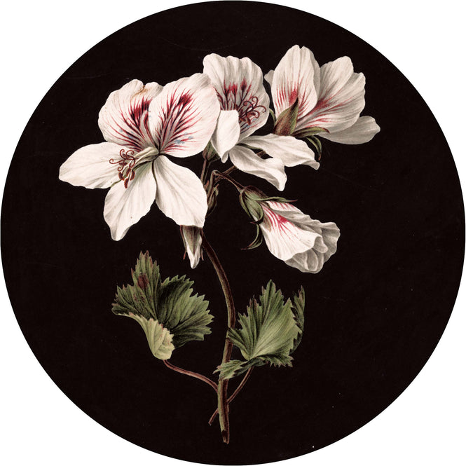 輸入壁紙 KEK Amsterdam / LANDSCAPES & MARBLE / WALLPAPER CIRCLES WHITE FLOWERS CK-071