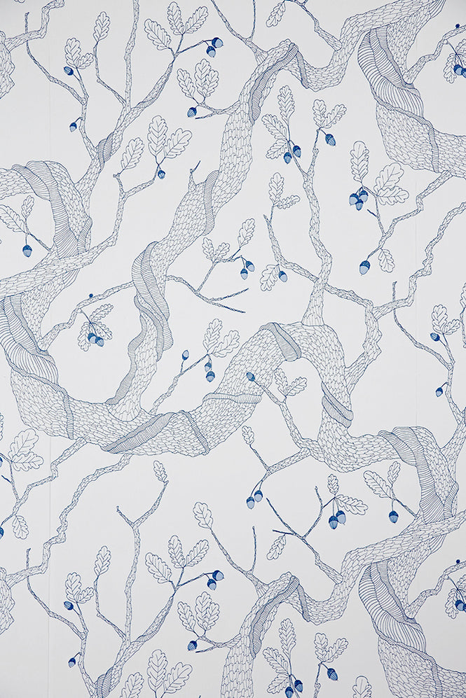 Abigail Edwards / Oak Tree First Light