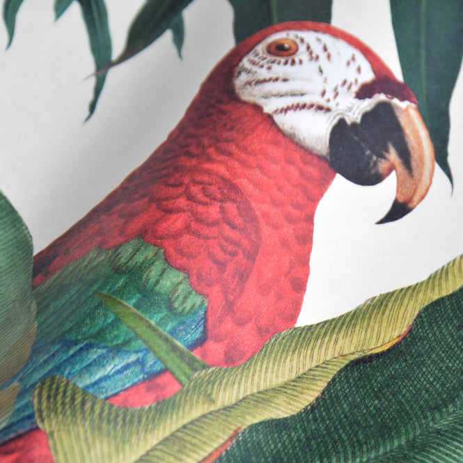 MINDTHEGAP / The Wallpaper Compendium / PARROTS OF BRASIL  WP20521