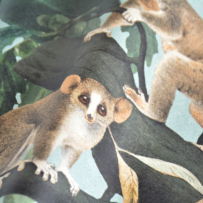 MINDTHEGAP / The Wallpaper Compendium / WILDLIFE OF PAPUA WP20528